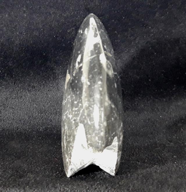 Manticoceras sp. HYATT 1884 - Bild &copy; FossNet FossilienStore